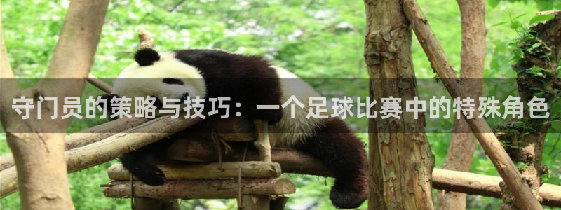 守门员的策略与技巧：一个足球比赛中的特殊角色